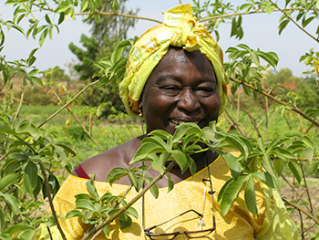 Sophie-Sedgho-plantation